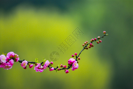 春天粉红色的小花背景图片