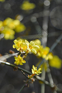 嫩黄春天黄色的小花背景
