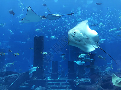 亚特兰蒂斯水族馆迪拜亚特兰蒂斯失落的空间背景