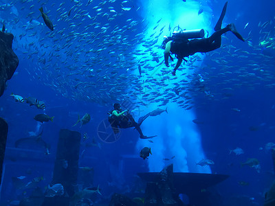 亚特兰蒂斯水族馆迪拜亚特兰蒂斯失落的空间背景