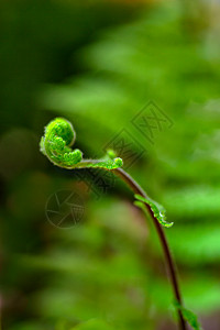 蕨类植物新生叶子图片