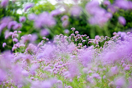 紫色马鞭花草背景