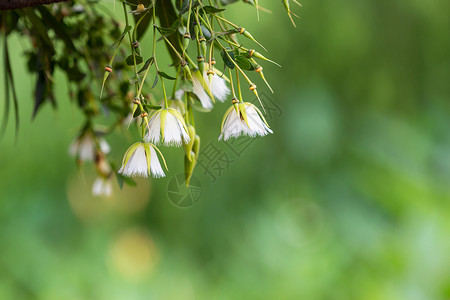 倒挂金钟花背景