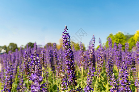 紫色浪漫薰衣草花卉特写图片