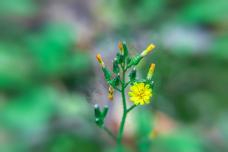 绿色护眼花卉小花背景