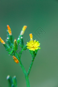 绿色护眼花卉小花背景