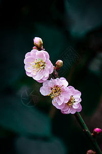 隐秘的冷色调春天桃花特写背景