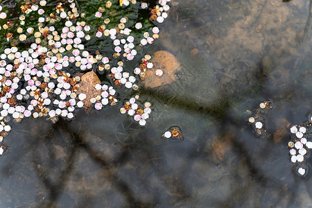河面飘零的花瓣背景图片