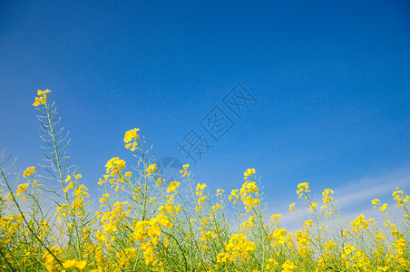 黄色菜花油菜花开与蓝天背景
