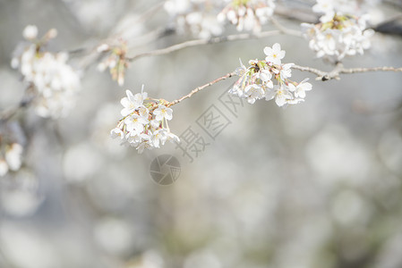 北京春天盛开的樱花背景图片