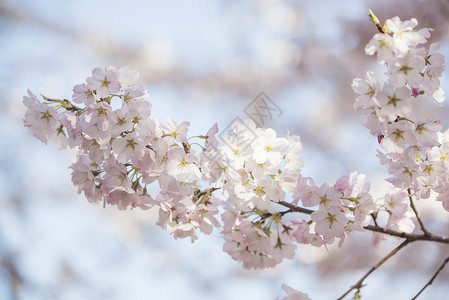 北京玉渊潭公园春天盛开的樱花高清图片