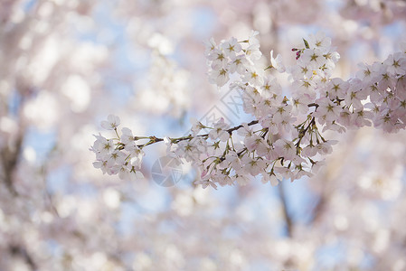 北京玉渊潭公园盛开的樱花高清图片