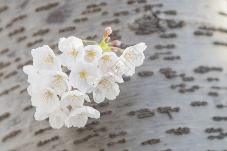美丽北京樱花春天盛开的樱花背景