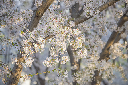 春天盛开的樱花高清图片