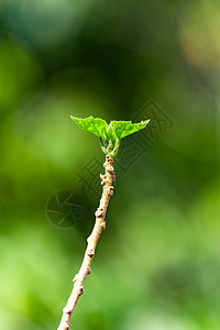  春天绿芽背景图片