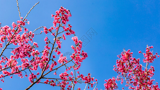 蓝天下的山樱花图片