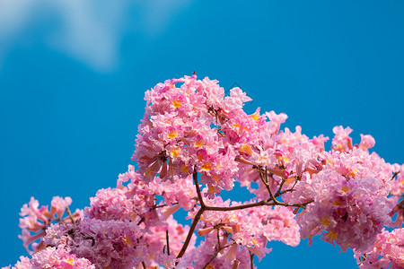 紫花风铃木背景