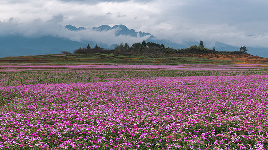 桂林市公平湖紫云英背景