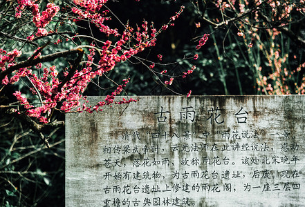 花朵树标志春天南京雨花台风景区梅岗的梅花背景