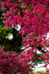 春天里红花继木背景图片