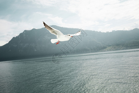 鸽子湖瑞士琉森湖风光背景