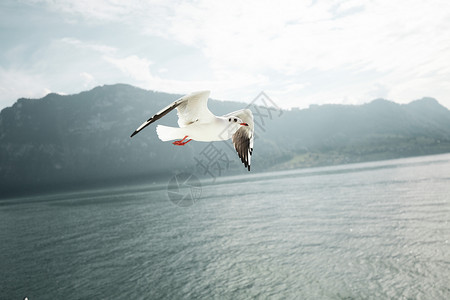 瑞士琉森湖风光图片
