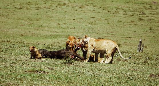 狮子捕食非洲野生狮子背景