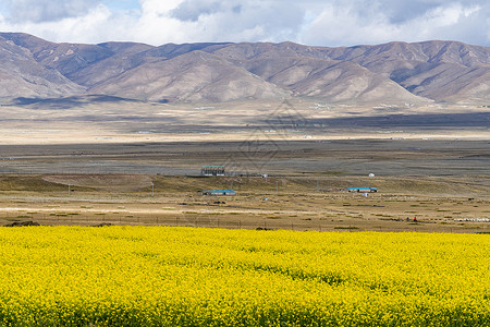 西北油菜花田图片