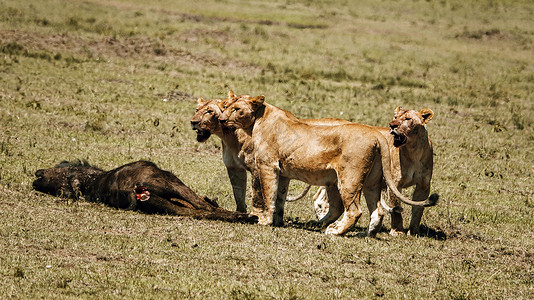 狮群捕猎野性野生动物高清图片