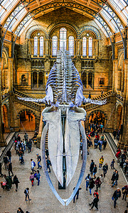 伦敦人群英国伦敦自然历史博物馆背景