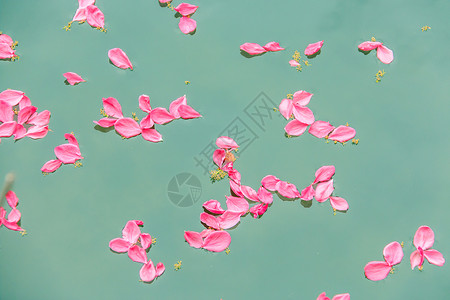 江面飘零的桃花瓣背景图片