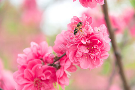 桃花与蜜蜂盛开桃花蜜高清图片