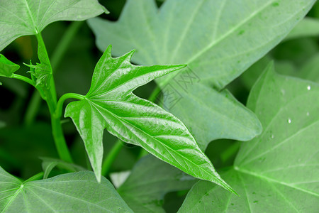 蒸红薯特写菜地里生长的红薯叶背景