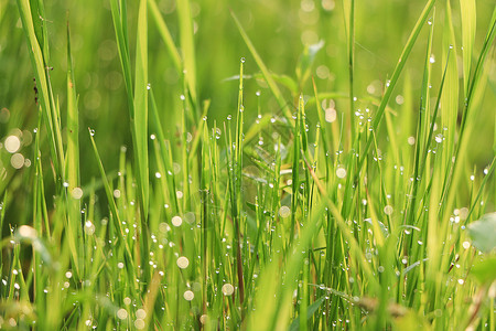 绿色清新露珠春天清晨的小草背景