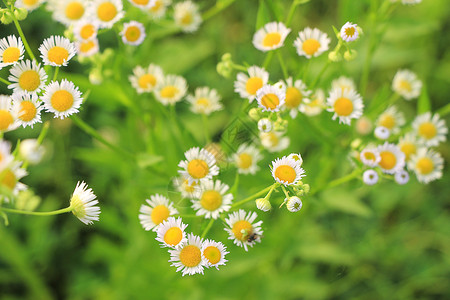 春天的野菊花背景图片