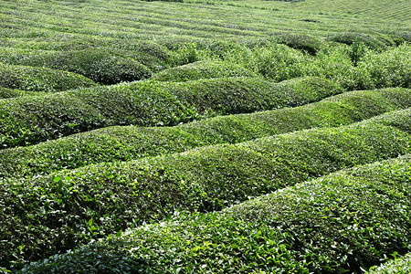 江南茶园环保茶叶高清图片