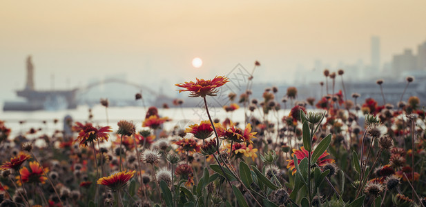 自然花儿素材夕阳下的花背景