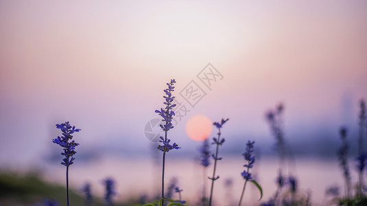 自然花儿素材夕阳下的花背景