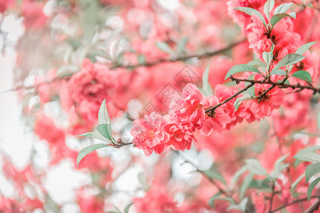 桃花盛开背景背景图片