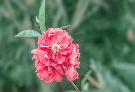 桃花盛开图片