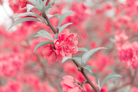 中国风花朵树枝桃花枝头绽放背景背景