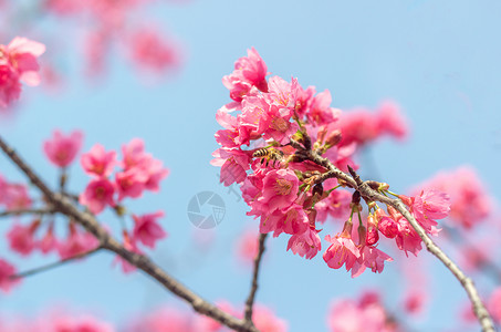 浪漫飞舞樱花福州春天樱花里飞舞的蜜蜂背景