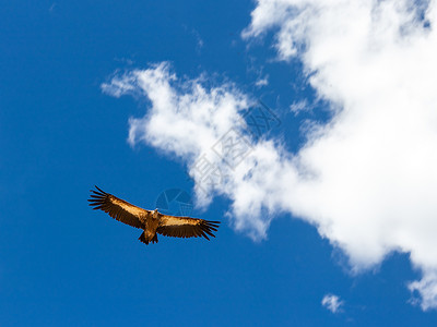 禿鹫展翅高飞的雄鹰背景