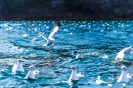 蓝色水域云南泸沽湖海上飞鸟海鸥背景