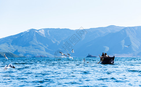 鸟冬天云南泸沽湖风光背景