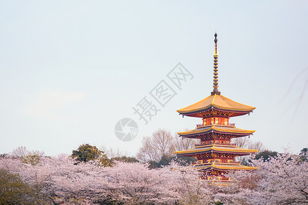 樱花武汉武汉樱花季樱花背景