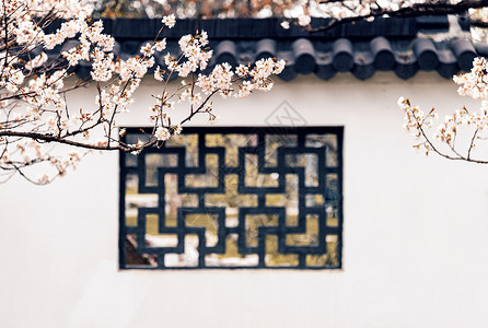 窗植物南京玄武湖樱洲春天的樱花背景