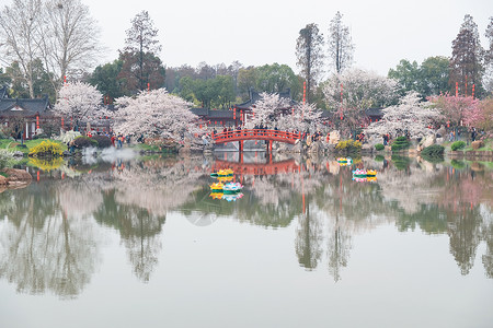 武汉樱花季樱花图片