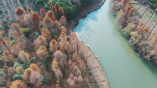 上海海湾森林公园背景图片