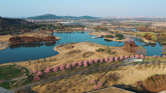 辰山植物园绿化背景图片